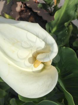 white calla lily beauty shot on a sunny day