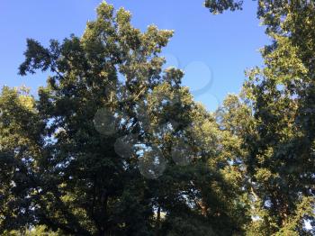 Green trees with blue sky looking up on a bright sunny day with breeze