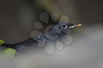 Blackbird (Turdus merula cabrerae). Male. La Llania. Valverde. El Hierro. Canary Islands. Spain.