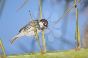 Spanish sparrow (Passer hispaniolensis). Male with nesting material. Tuineje. Fuerteventura. Canary Islands. Spain.