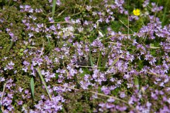 Thymus plant with small pink flowers background, Pico, Azores, Portugal