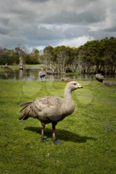 Australia grey goose looking for food 
