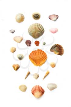 Collection of seashells, seastar, seaglass and mussels all on white background