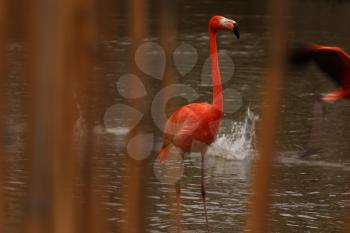 Royalty Free Photo of a Flamingo in the Water