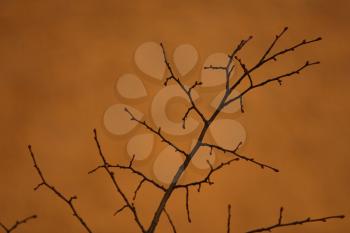 Royalty Free Photo of a Leafless Tree