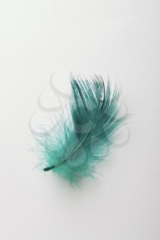 A green feather on a white background.