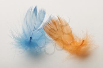An orange and blue feather on a white background.