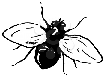 Royalty Free Clipart Image of a Horsefly