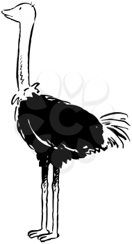 Royalty Free Clipart Image of an Ostrich