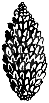 Royalty Free Clipart Image of Pinecone