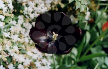 Royalty Free Photo of a Dark-Coloured Tulip