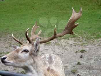 Royalty Free Photo of a Deer With Antlers
