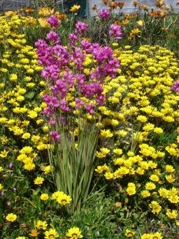 Royalty Free Photo of Yellow and Pink Flowers