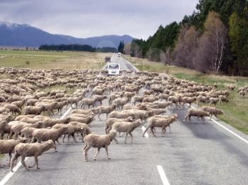 Royalty Free Photo of Sheep Crossing the Road