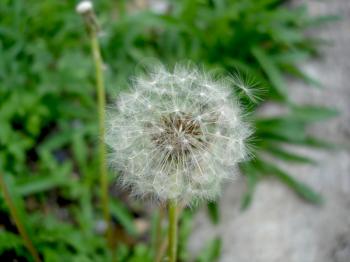 Royalty Free Photo of a Dandelion Gone to Seed