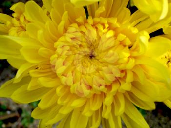 Royalty Free Photo of a Vibrant Yellow Flower