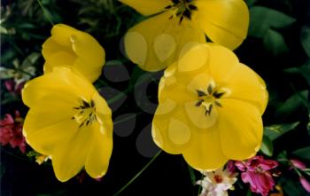 Royalty Free Photo of Yellow Flowers