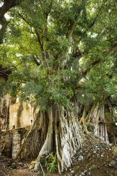 Royalty Free Photo of a Banyan Tree in Maui, Hawaii, USA