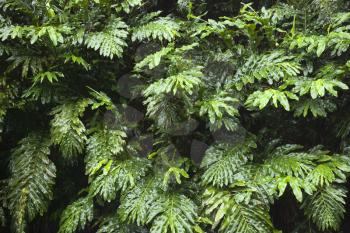Royalty Free Photo of Ginger Plants in The Rainforest of Maui, Hawaii, USA