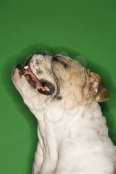 Royalty Free Photo of a Close-up of an English Bulldog