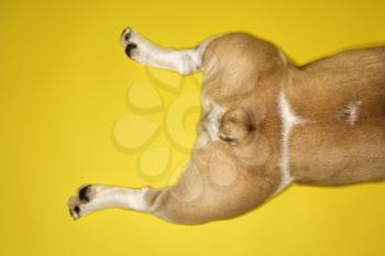 Royalty Free Photo of the Hind Legs of an English Bulldog Laying on a Yellow Background