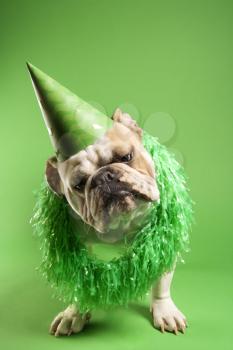 Royalty Free Photo of an English Bulldog Wearing a Lei and Party Hat