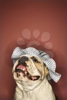 Royalty Free Photo of an English Bulldog Wearing a Bonnet 