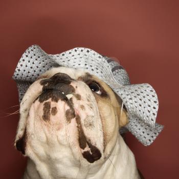 Close-up of English Bulldog looking upward and wearing a bonnet.