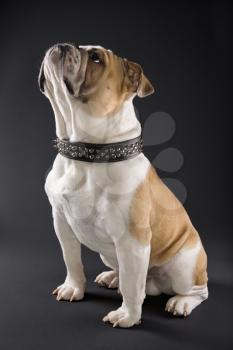 Royalty Free Photo of a Sitting English Bulldog Wearing a Spiked Collar and Looking Upward