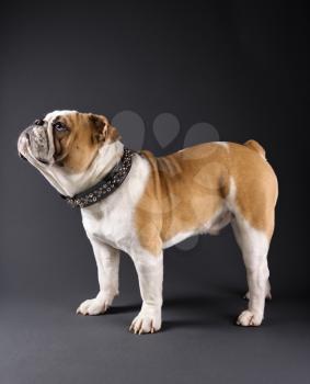 Royalty Free Photo of an English Bulldog Wearing a Spiked Collar