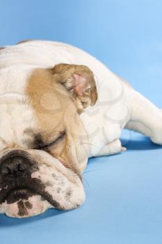 Royalty Free Photo of a Close-Up of a Sleeping English Bulldog on a Blue Background