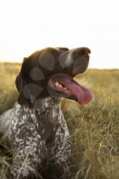 Royalty Free Photo of a German Shorthaired Pointer Sitting in a Field