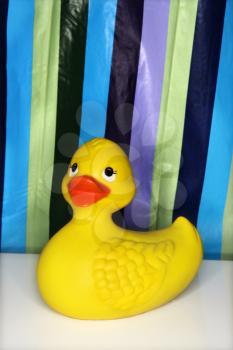 Royalty Free Photo of a Rubber Ducky With a Striped Shower Curtain in the Background