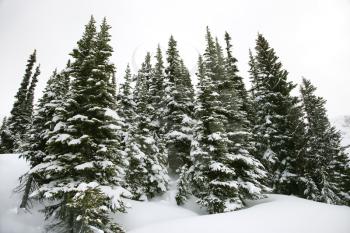 Royalty Free Photo of Snow-Covered Pine Trees 