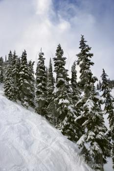 Royalty Free Photo of Snow-Covered Pine Trees on the Mountain Side