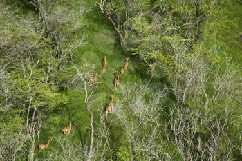Royalty Free Photo of an Aerial View of a Herd of Spotted Deer in Maui, Hawaii