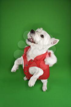 Royalty Free Photo of a White Terrier Dog Standing on It's Hind Legs