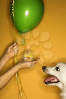 Royalty Free Photo of a Woman Holding a Cupcake and Balloon Out to a Fluffy dog