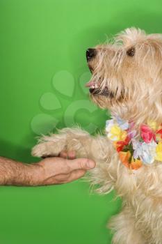 Royalty Free Photo of a Dog Wearing a Lei Shaking a Hand