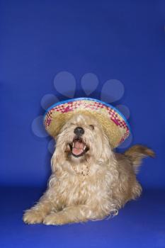 Royalty Free Photo of a Fluffy Dog Wearing a Sombrero