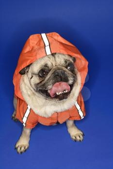 Royalty Free Photo of a Pug Wearing a Jacket