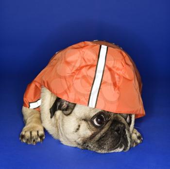 Royalty Free Photo of a Pug Wearing a Jacket