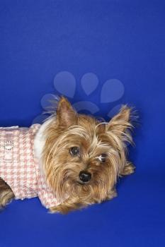 Royalty Free Photo of a Yorkshire Terrier dog wearing outfit.