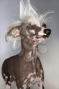 Royalty Free Photo of a Chinese Crested Dog Portrait