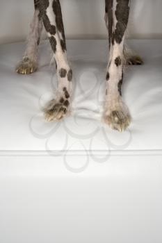 Royalty Free Photo of a Chinese Crested Dog Legs and Paw Portrait 