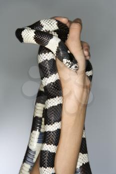 Royalty Free Photo of a California King Snake Being Held Up