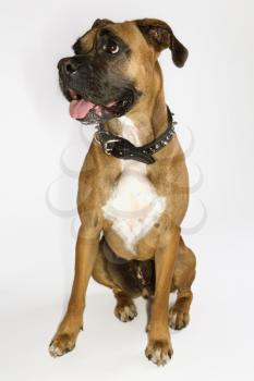 Royalty Free Photo of a Boxer Dog
