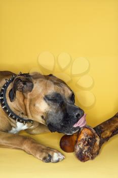 Royalty Free Photo of a Boxer Dog Licking a Big Bone