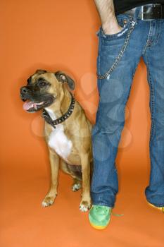 Royalty Free Photo of a Man Standing With a Boxer Dog