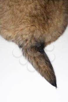 Royalty Free Photo of a Puppy Tail